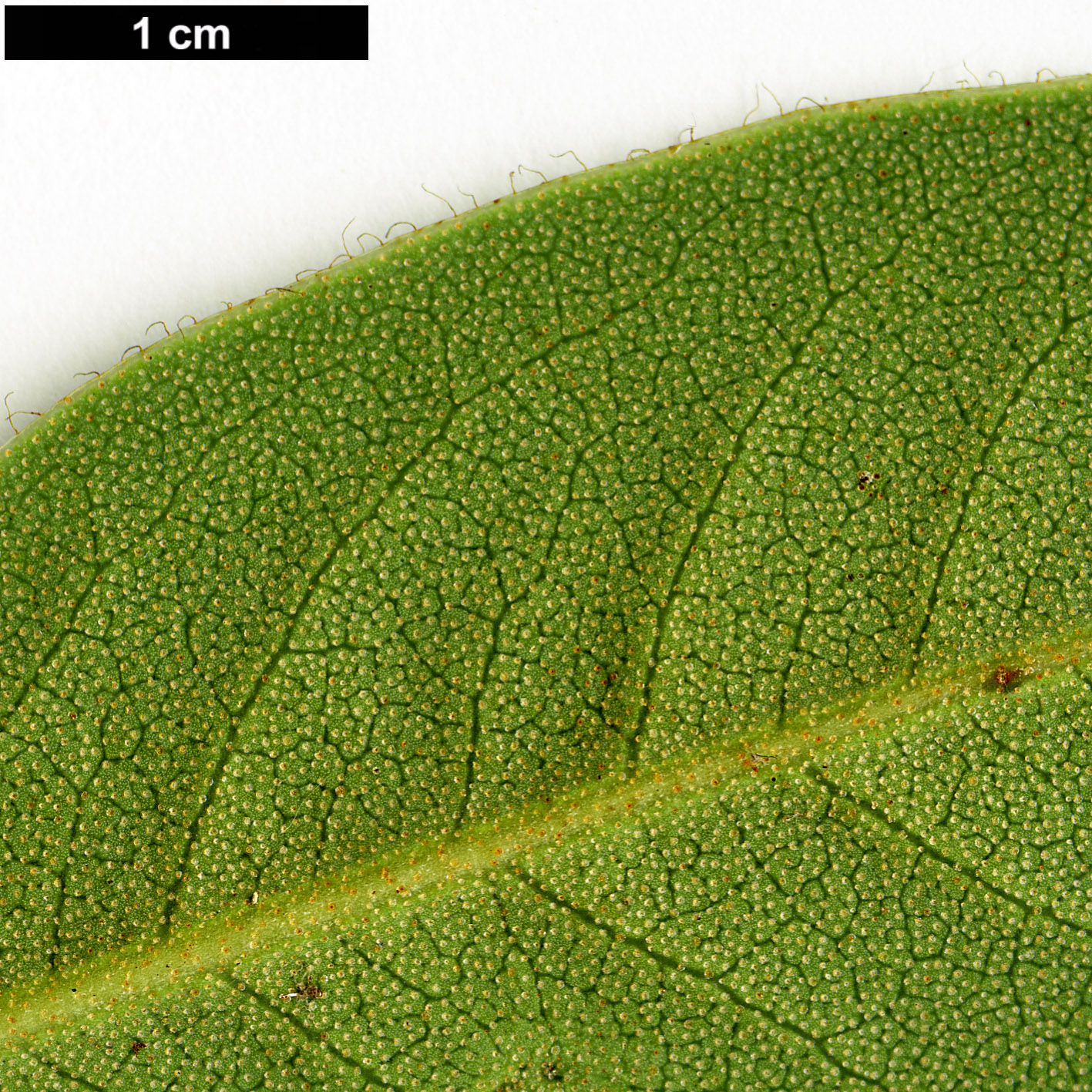 High resolution image: Family: Ericaceae - Genus: Rhododendron - Taxon: chrysodoron